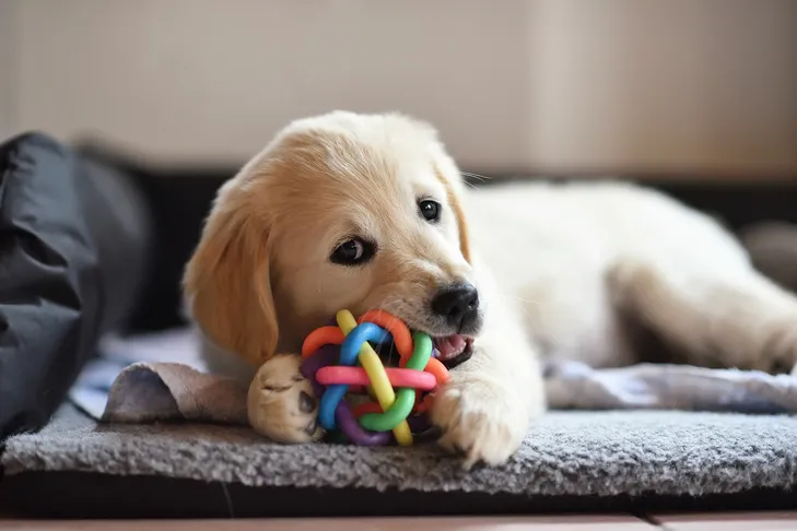 Golden Retriever puppy gently playing with a rubber ball toy indoors
