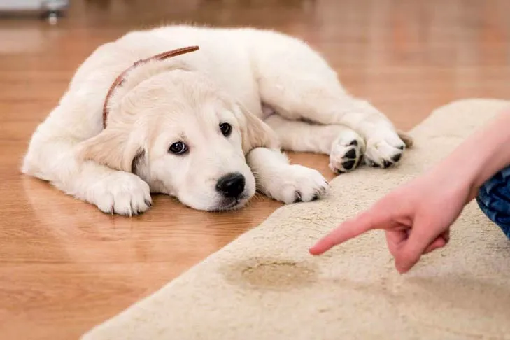 Golden Retriever Puppy Potty Accident