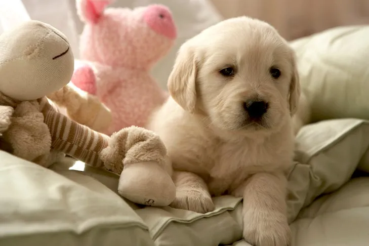 Golden Retriever puppy relaxing on a sofa, representing the joys and expenses of a new dog