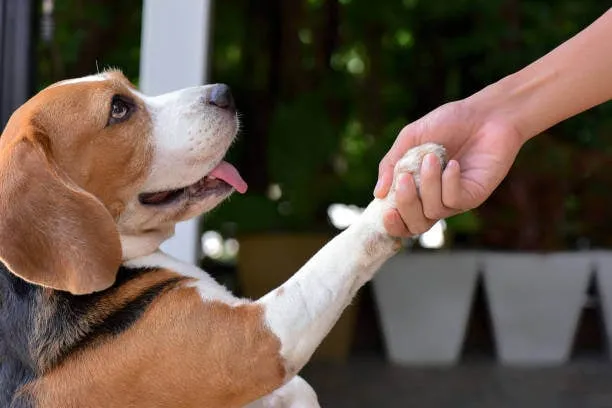Golden Retriever puppy shaking paw with an owner, demonstrating the 'shake hands' dog trick