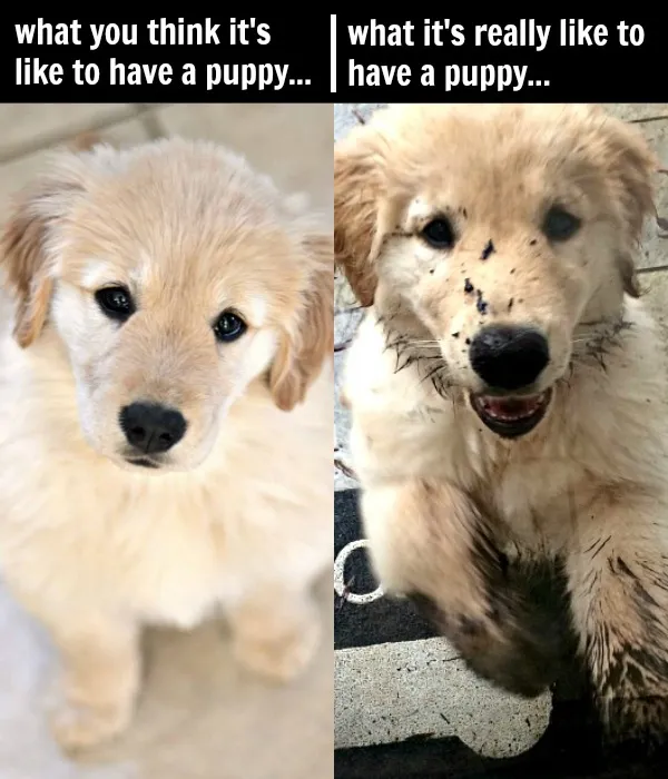 Golden Retriever puppy tips for working owners