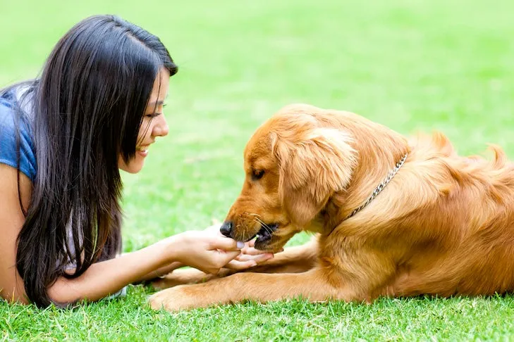 Golden Retriever receiving treat while lying down