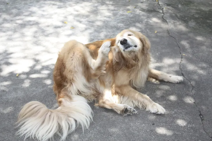 Golden Retriever scratching an itch on its head outdoors.