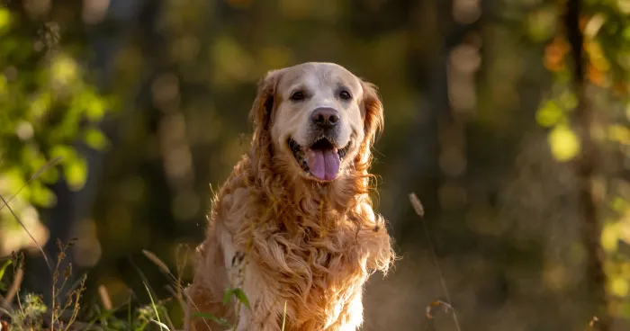 Golden Retriever