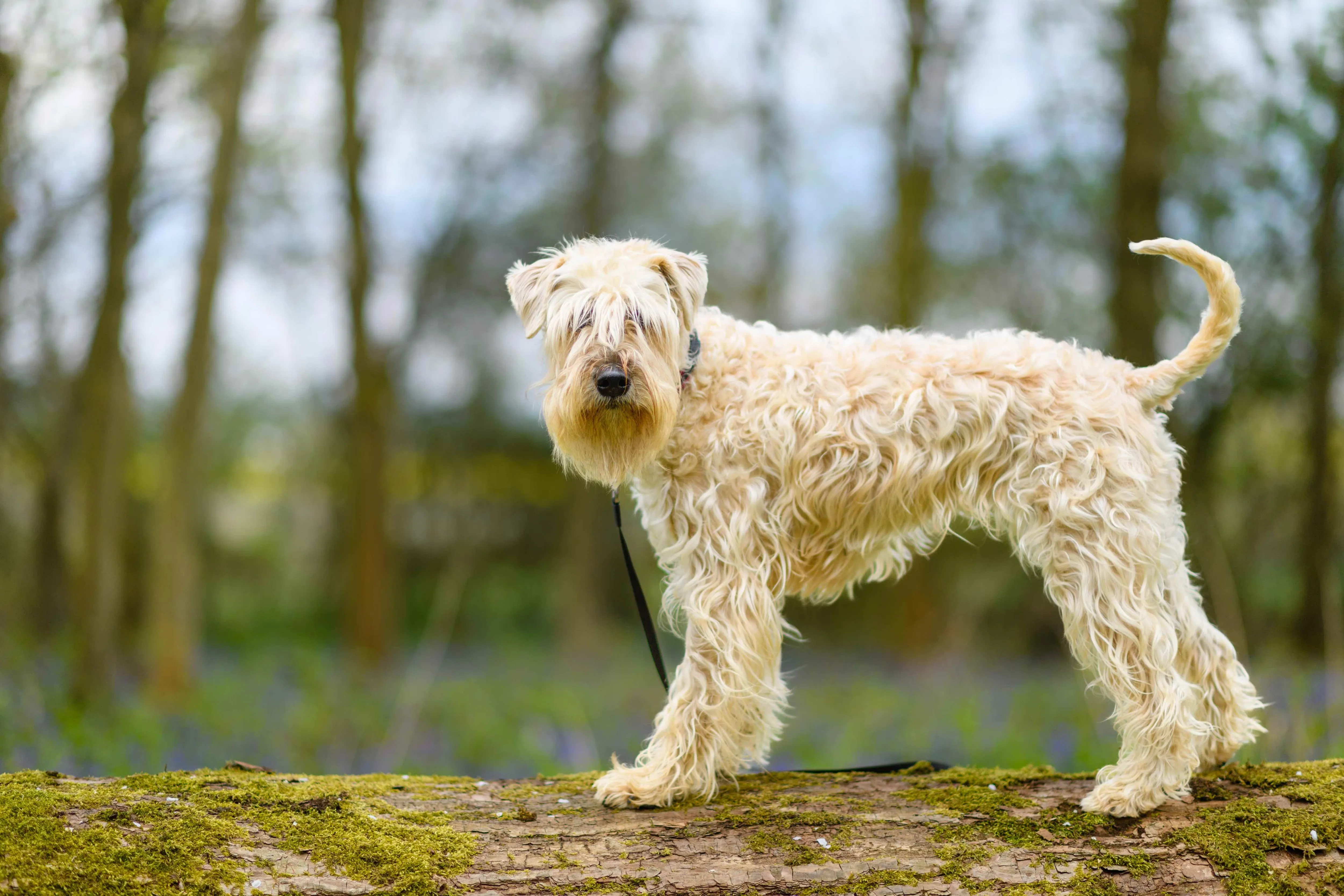 Golden wheat-colored Soft Coated Wheaten Terrier standing gracefully outdoors