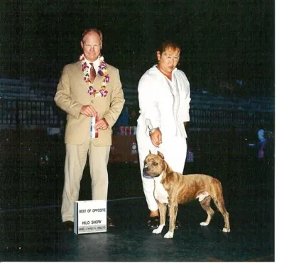 Goldrush The Conqueror Maverick, a champion AmStaff, in the show ring
