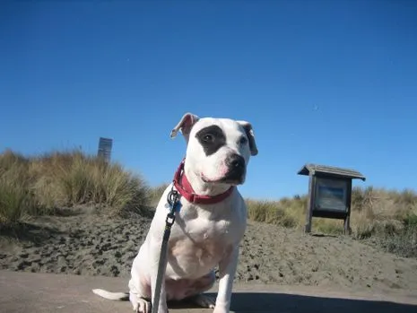 Grace also lives in California where she likes to play fetch and tugofwar with other dogs but remains “a little leery of...