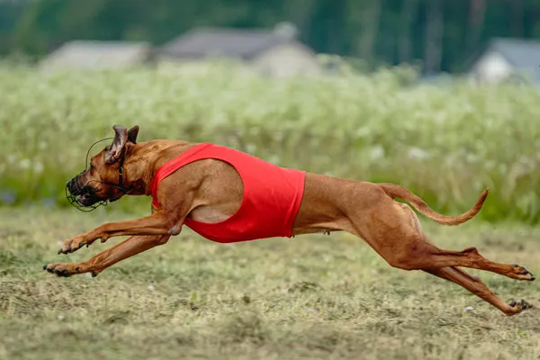 Graceful Rhodesian Ridgeback dog with a distinctive ridge on its back, a watchful and patient breed in India
