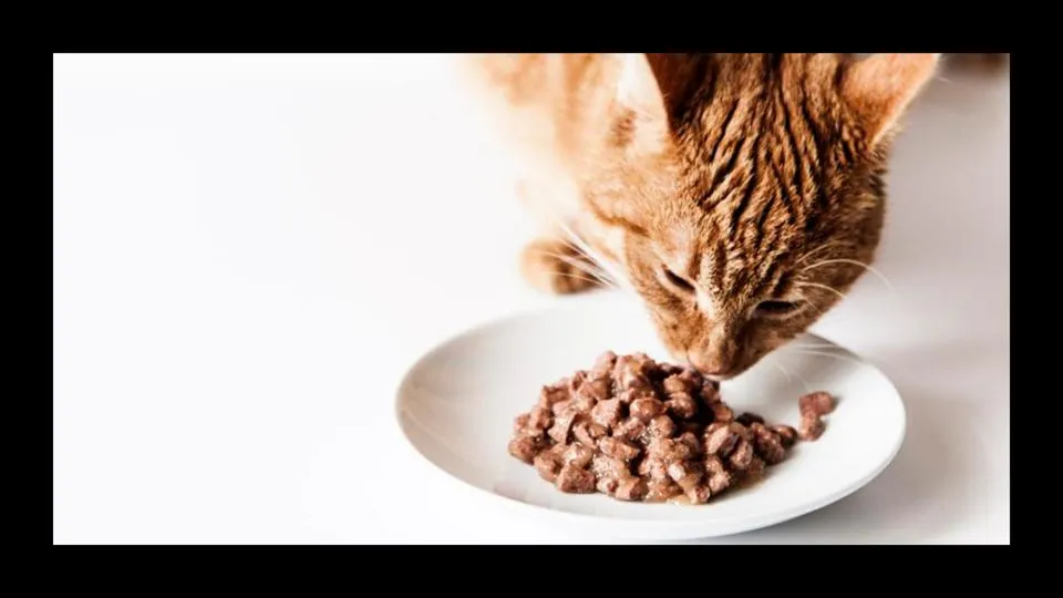 Graphic The 10 Best Wet Cat Foods, Recommended By Vets