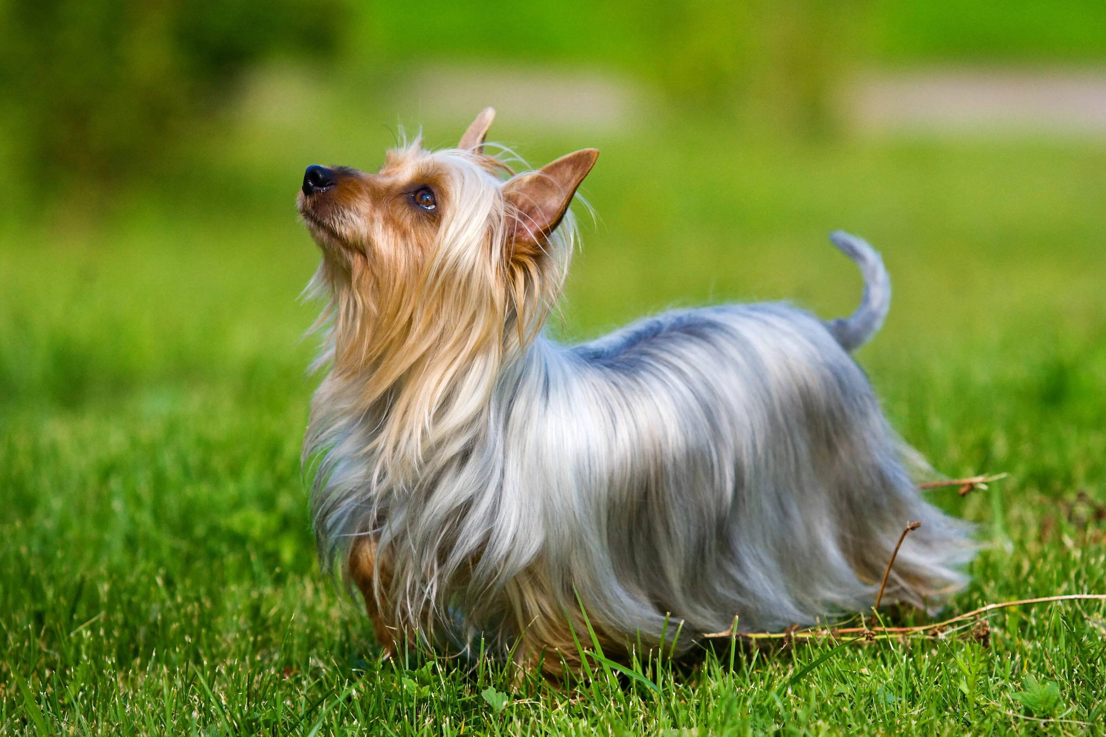 Gray and tan Silky Terrier with long, flowing hair looking up attentively