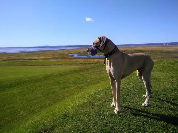 Great Dane, a large dog breed known for its friendly nature
