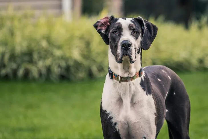 Great Dane standing outdoors in the backyard, demonstrating their impressive size and stature.