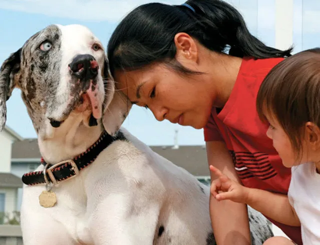 Great Dane with a puppy in a playful outdoor setting