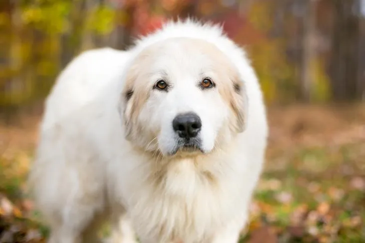 Great Pyrenees head portrait outdoors in the fall.