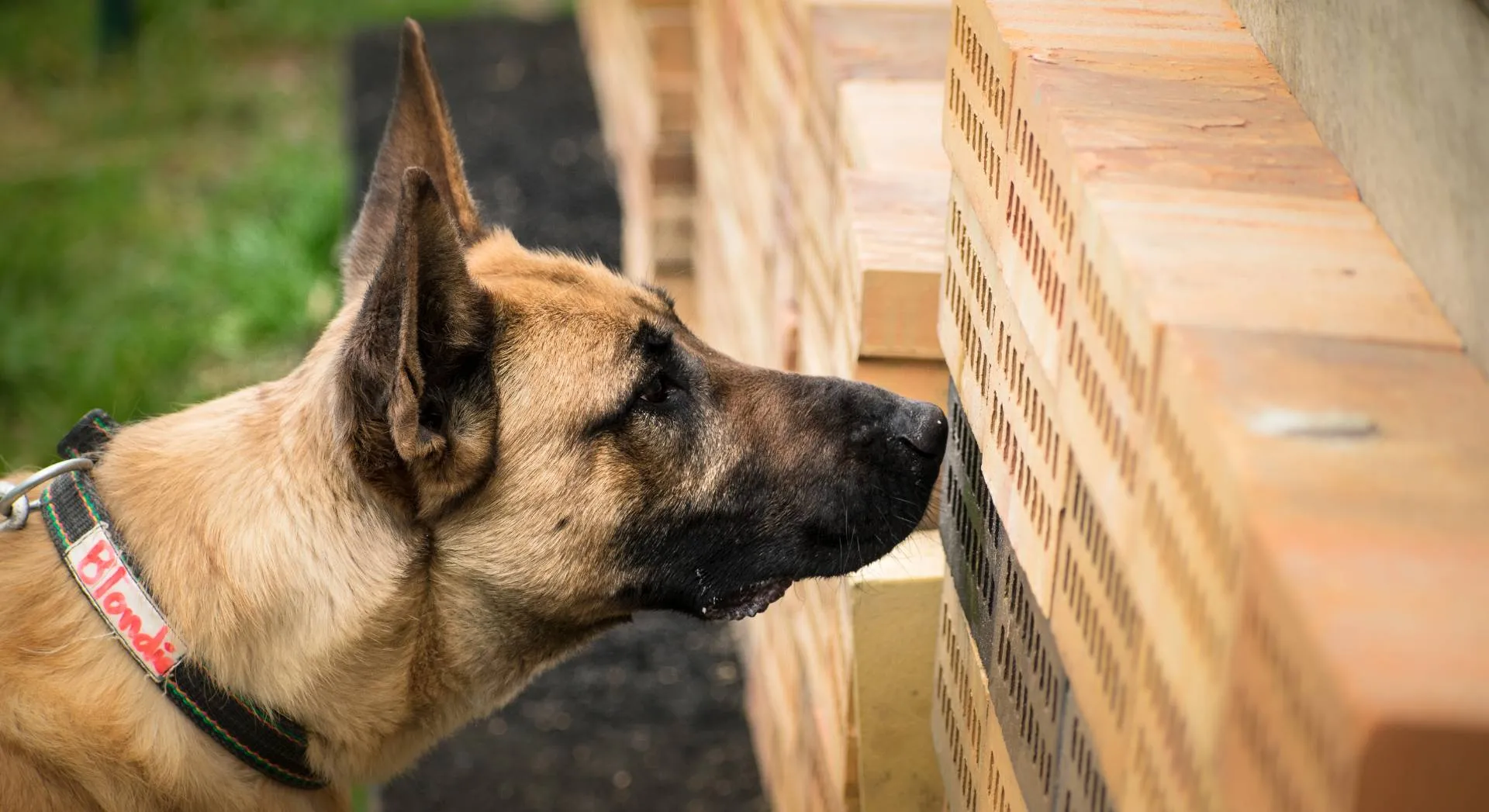 green detection dogs for sale malinois training methods