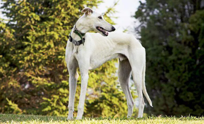 Greyhound in grass