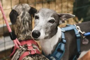 Greyhound