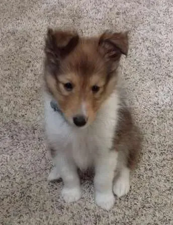 Gunner is tiny at 7 weeks old, and demands to be picked up and hugged or he will nibble your toes off.