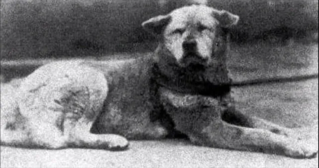 Hachiko became a celebrity