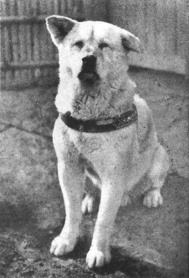 Hachiko, the loyal Akita dog waiting at Shibuya Station
