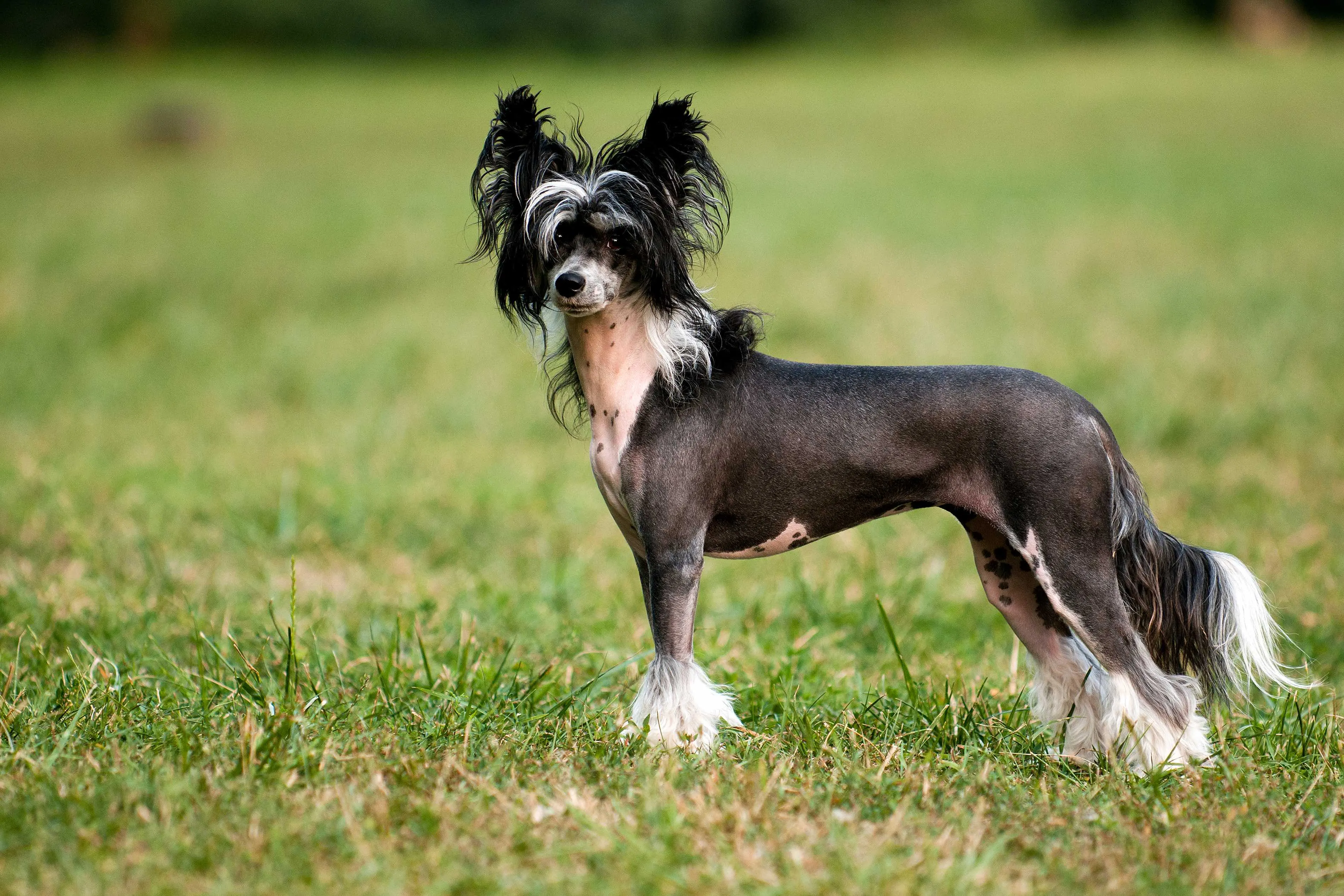 Hairless Chinese Crested dog looking at the camera