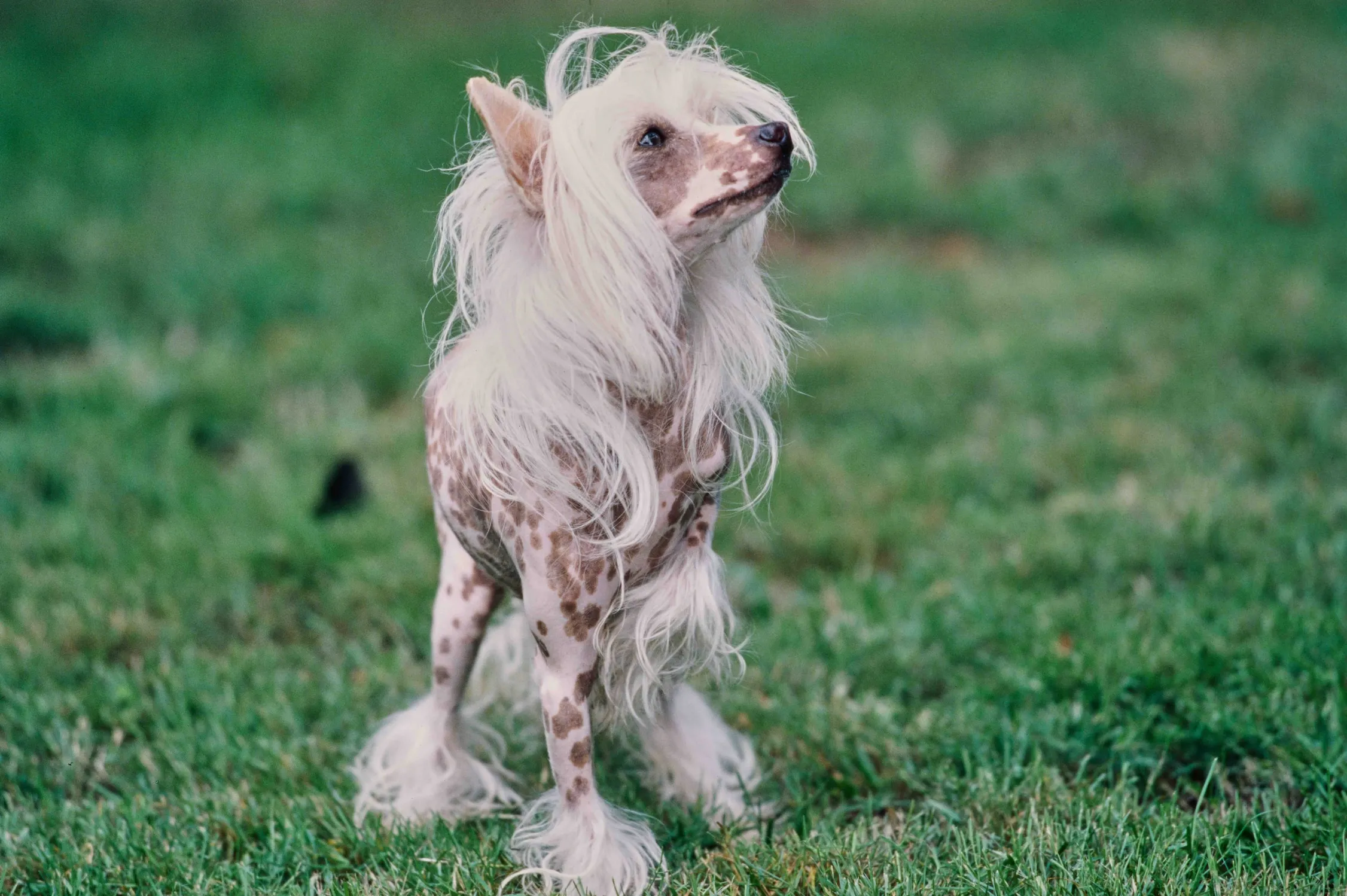 Hairless Chinese Crested dog with distinct hair on its head, tail, and paws