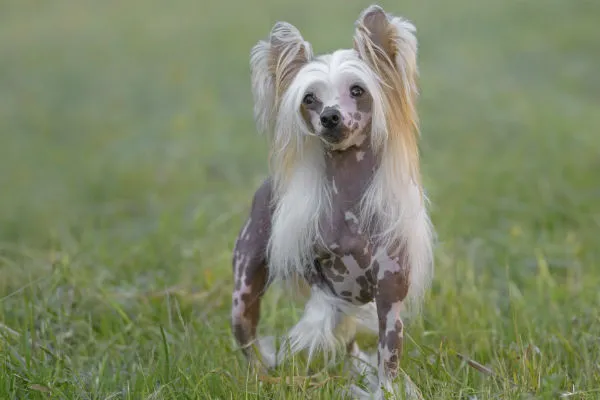 Hairless Chinese Crested dog with tufts of hair on its head and tail