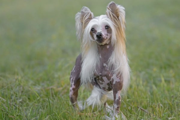 Hairless Chinese Crested dog