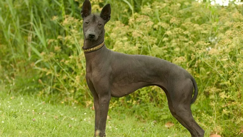 Hairless Xoloitzcuintli, also known as the Mexican Hairless, a sensitive and protective breed that doesn't shed