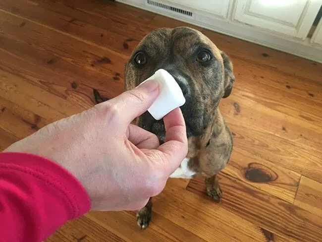 Hand holding marshmallow and dog looking at it as if the dog won