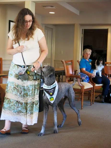 Handler rewarding her psychiatric service dog during a training session in a hotel meeting room