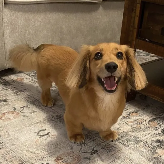 Hank, a joyful miniature dachshund