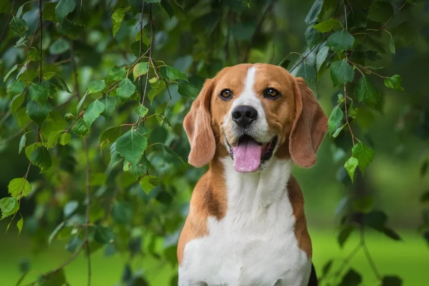 Happy Beagle dog resting outdoors, signifying effective management of idiopathic epilepsy in dogs.
