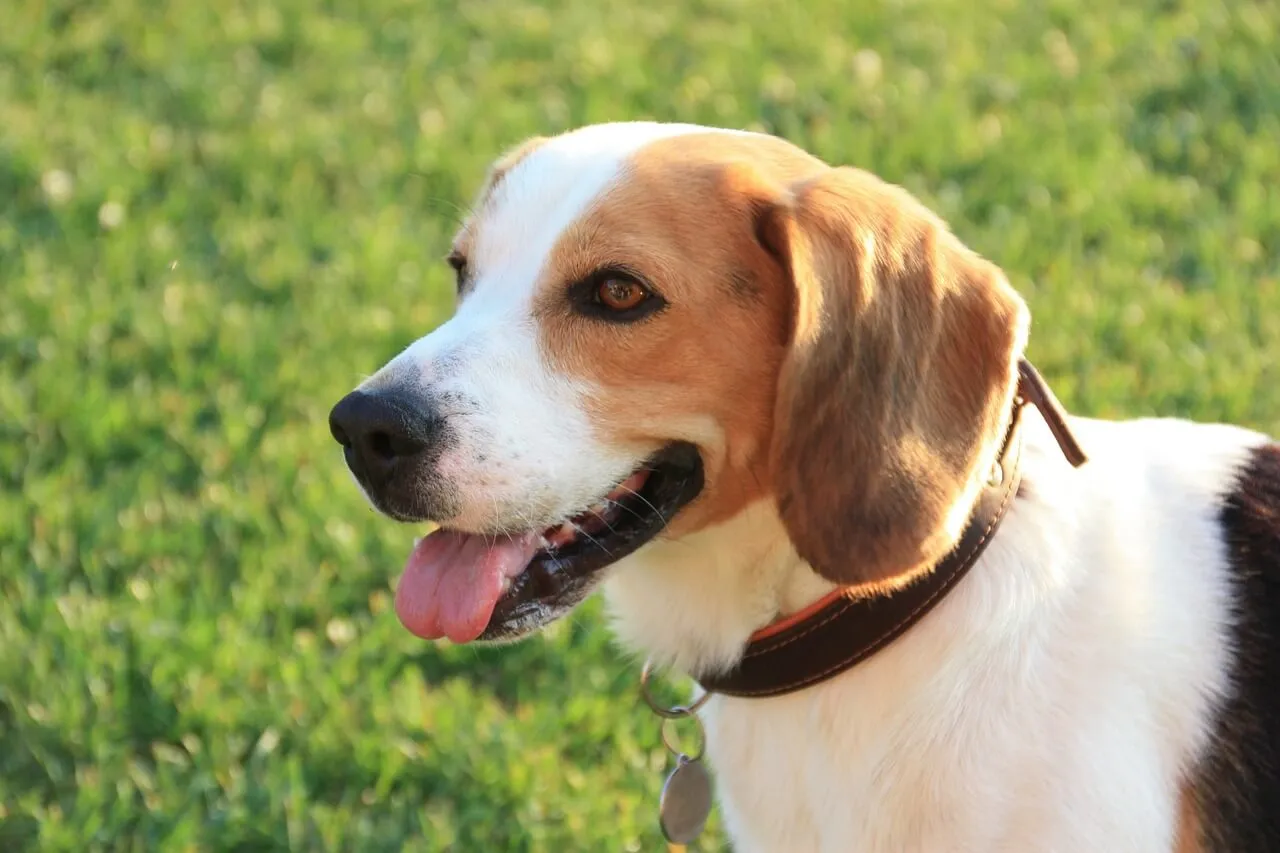 Happy Beagle