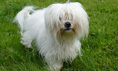 Happy Coton de Tulear with its soft, cotton-like coat