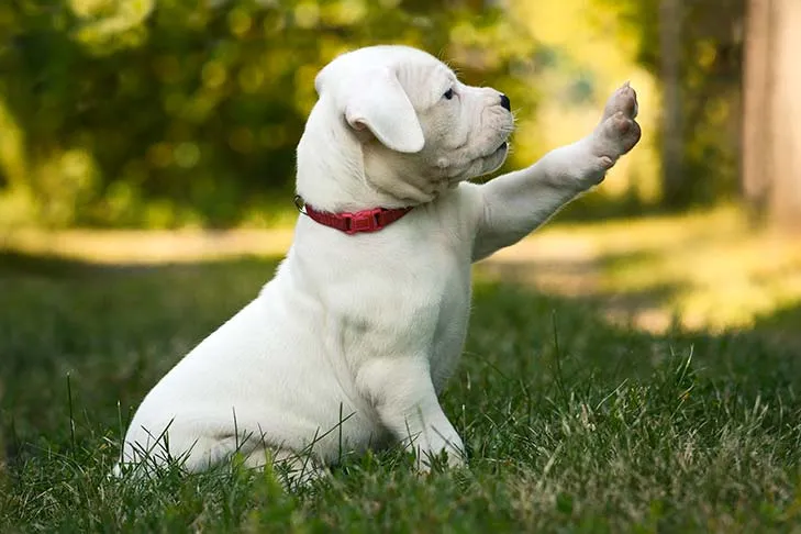 Happy dog during obedience training