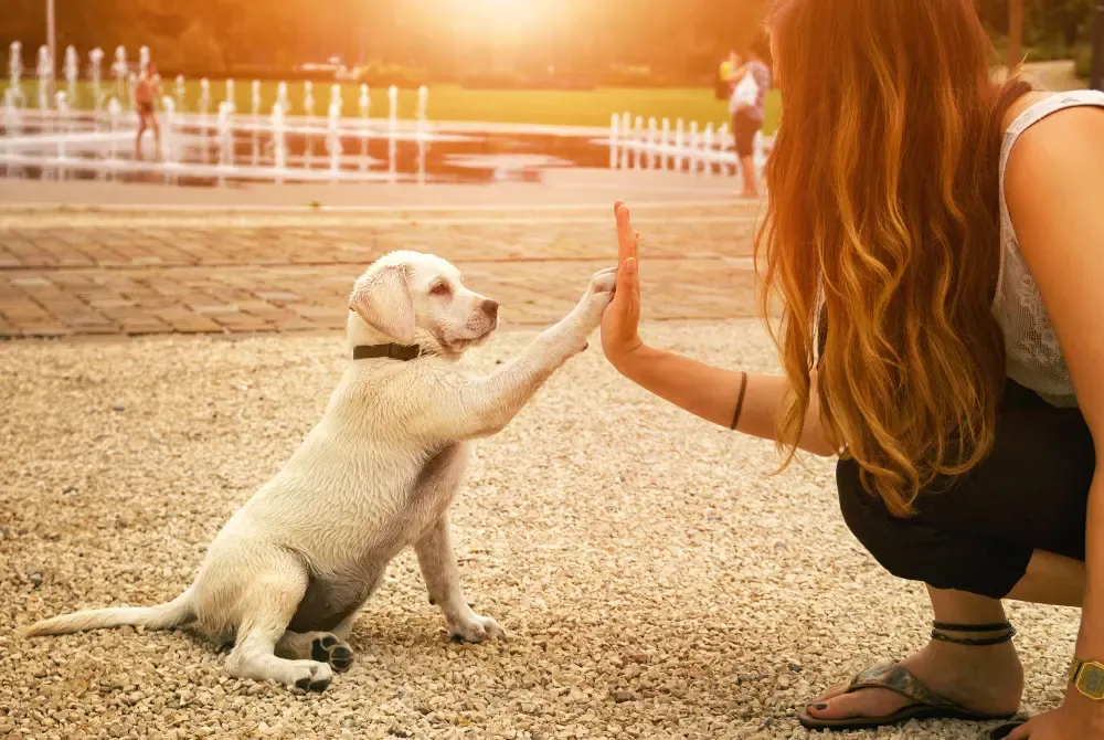 Happy dog performing a "shake a paw" or "high five" trick with its paw extended.