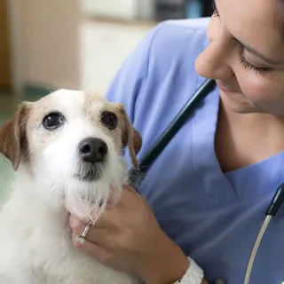 Happy dog receiving attention from a vet, emphasizing importance of regular check-ups for worm meds