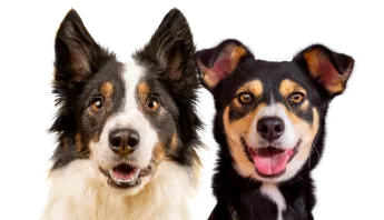 Happy dogs enjoying premium dry dog food for optimal health.