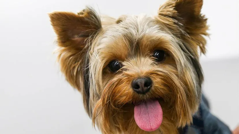 Happy-faced Yorkshire Terrier sitting elegantly