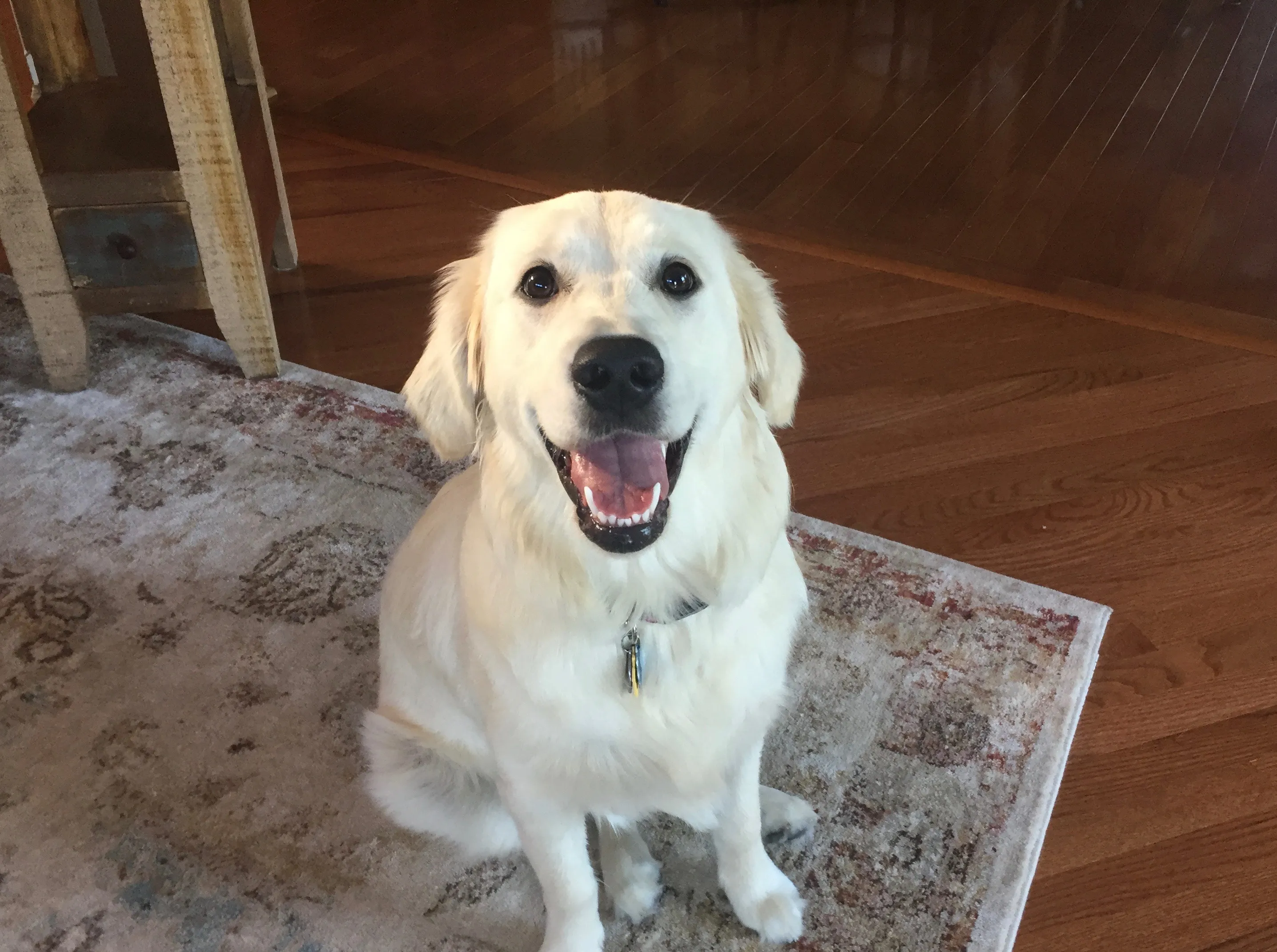 Happy Golden Retriever learning how to stop pulling on the leash during training