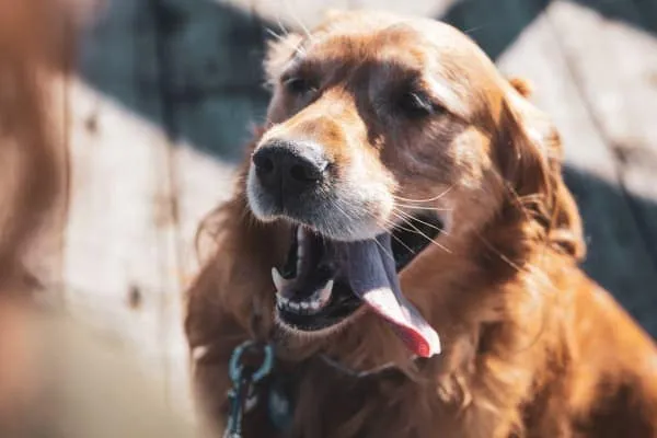 Happy Golden Retriever outdoors, indicating relief from environmental allergies through immunotherapy, the gold standard treatment
