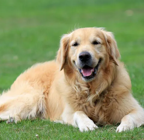 Happy Golden Retriever smiling with a stick in its mouth