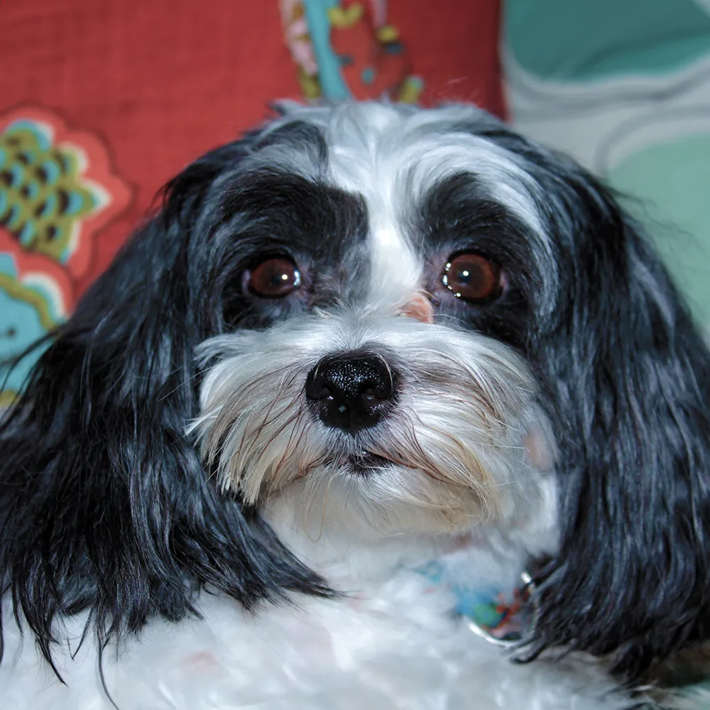 Happy Maltese Shih Tzu mix dog enjoying a meal of fresh, raw food