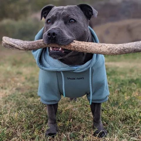 Happy pitbull puppy chewing a large, natural stick outdoors