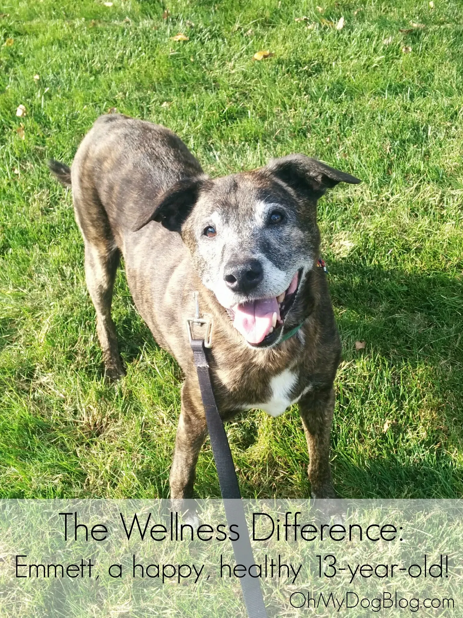 Happy senior dog Emmett enjoying his walk, anticipating quality health extension dog food from PetSmart
