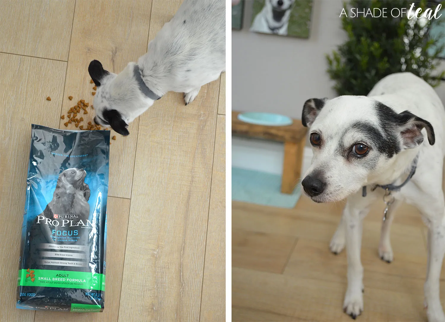 Happy small dog standing proudly next to its newly built custom raised food and water feeder