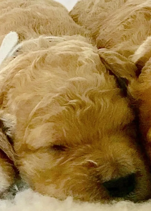 Harley as a newborn Goldendoodle puppy