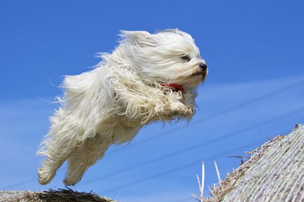 Havanese dog with a playful expression