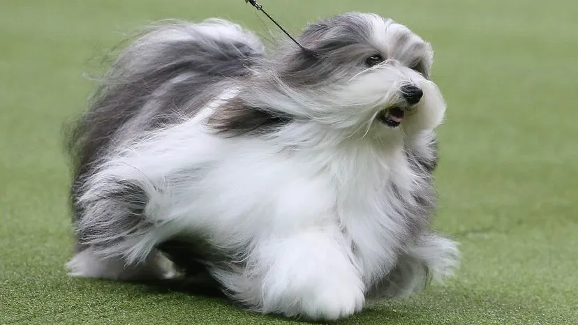Havanese dog with long, silky fur, known for being energetic, sociable, and a non-shedder